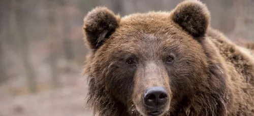 L'ourse Sarousse a été abattue par un chasseur sur le versant...