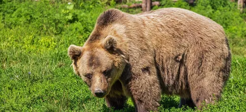 Les associations pro-ours demande à l'État que les ours soit...