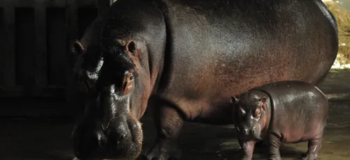 Un bébé hippopotame est né au Zoo African Safari, près de Toulouse