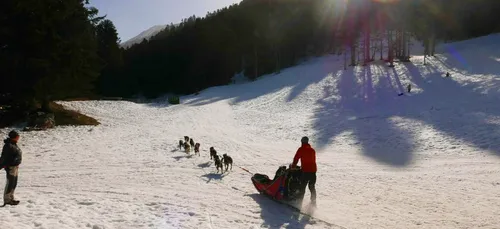Les chiens de traineau ont la cote !
