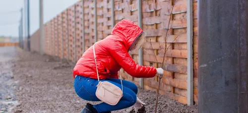 La commune de Saint-Orens va planter en deux mois autant d’arbres...