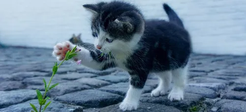 Disparition mystérieuse de plusieurs chats près de Toulouse : les...