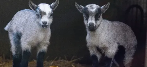 Votez pour choisir les noms de deux chevreaux nés au zoo African...
