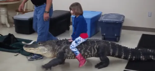Quand tu voulais un poney pour Noël mais que tes parents sont...