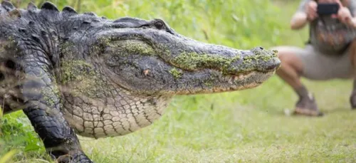Un alligator GI-GAN-TES-QUE se ballade en Floride ! (Vidéo)