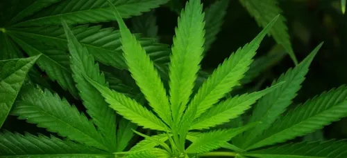 Le cannabis thérapeutique officiellement légalisé en Allemagne !