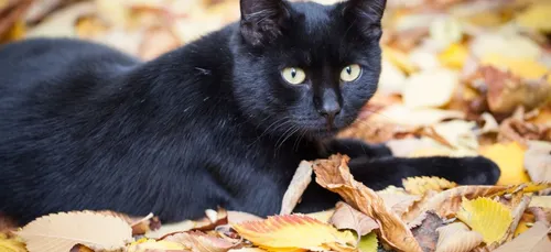 Australie : Deux millions de chats pourraient être abattus très...
