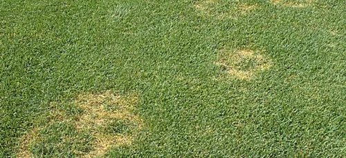 Si la pelouse est jaunâtre, les Saoudiens ont la solution : un bon...