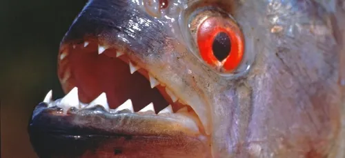 Une tête de taureau dévorée par des piranhas en seulement quelques...