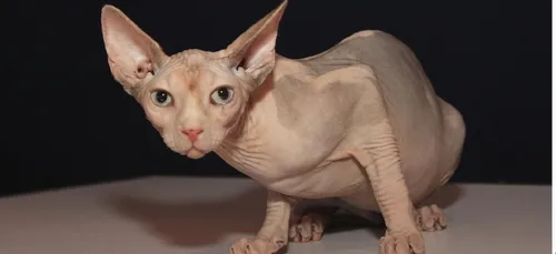 Impensable ! Cet homme a anesthésié et tatoué son chat !