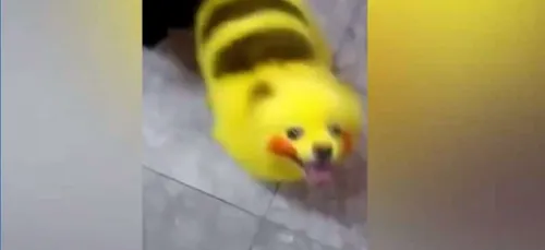 Ce  fan de Pokémon transforme son chien en Pikachu (vidéo)