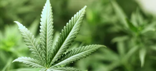 Indonésie : la police fait fumer du cannabis à toute une ville !