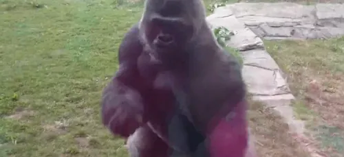 Video : Un gorille fissure une vitre dans un zoo