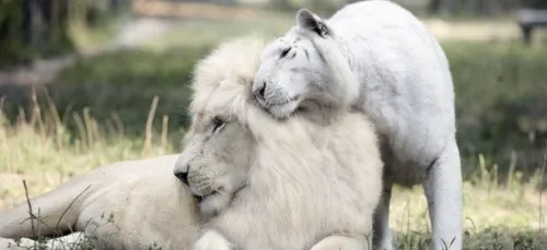 Du jamais vu : un lion blanc et une tigresse blanche ont donné...