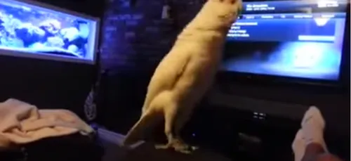 Un oiseau fan de rap ! (vidéo)