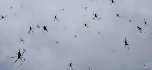Il pleut des araignées en Australie !