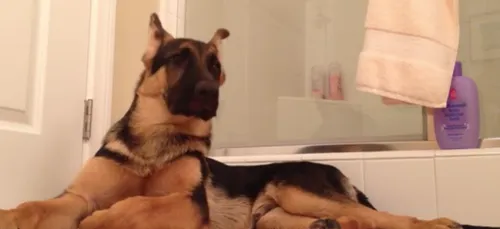 Un chien pousse la chansonnette avec son maître ! (vidéo)