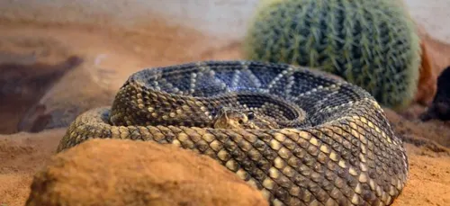 Un selfie qui lui a coûté un bras (dans tous les sens du terme) !...