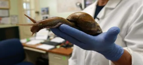 Des escargots géants rendent fou la Floride !