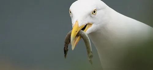 Les goélands, les plus grosses racailles de l'été !