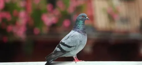 Costa Rica : Un pigeon trafiquant de cocaïne ?!