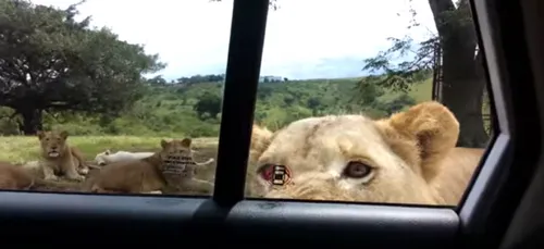 (Vidéo) Un lion ouvre sa portière lors d'un safari