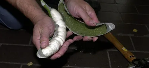 Allemagne : plus de 300 kg de cocaïne retrouvés dans des cartons de...