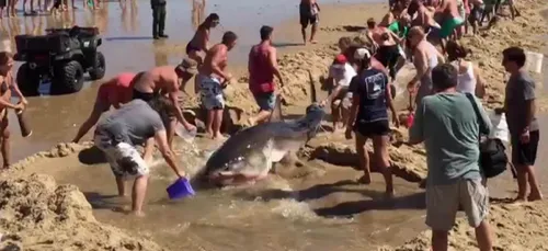 (Video) Un requin blanc de 4m échoué sur une plage remis à la mer...