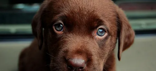 Il tente d'abattre son chiot, mais l'animal lui tire dessus