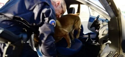 Ivre, il s'attaque au chien policier...