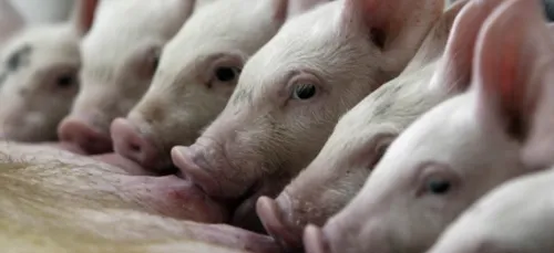 Pourquoi devons-nous éviter de manger du porc ?