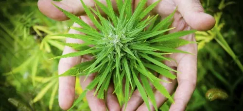 Un parc d'attractions à la gloire du Cannabis !