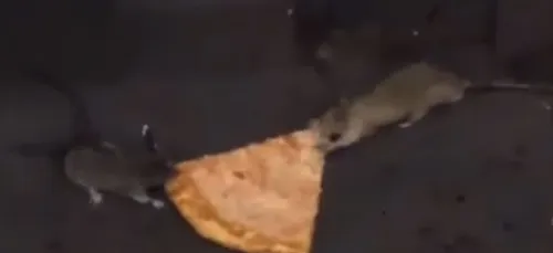 Deux rats se battent pour une part de pizza (Vidéo) !!
