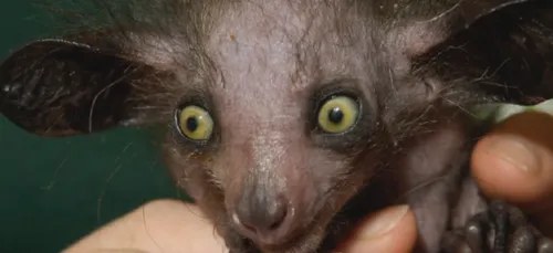 Les animaux les plus moches du monde ! (photos)