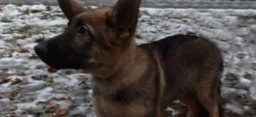 La Russie offre un chien à la France en hommage à Diesel !