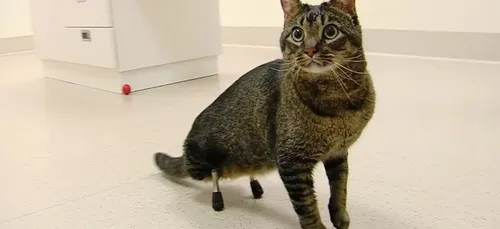 Belle histoire : un chat, né sans pattes arrières,  marche grâce à...