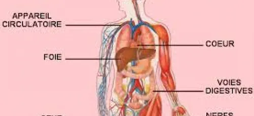 Le corps humain cette incroyable créature, la preuve en 11 points