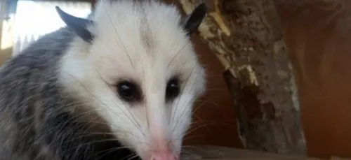 Quand les animaux se mettent à la peinture ! (vidéo)