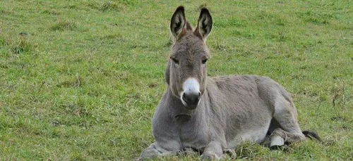 USA: un homme condamné pour avoir violé un âne revient vers le juge...