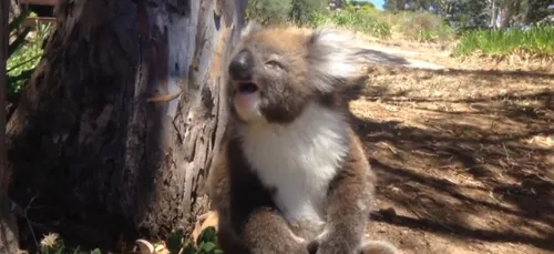 Vidéo: Un koala pleure après s'être fait virer de son arbre