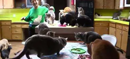 Cette femme vit avec 1.100 chats (vidéo)