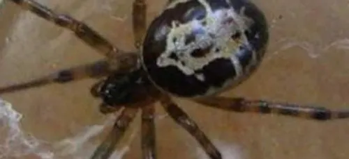 Mordu par une araignée, son cou devient tout noir (photos)