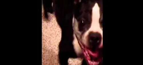 Exceptionnel: Ce chien a le rythme dans la peau, regardez (vidéo)