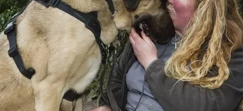Découvrez Kurt, un Berger d'Anatolie géant ! (photos)