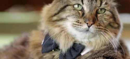 A 26 ans, ce chat est le plus vieux du monde (photos)