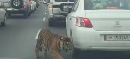 Regardez comment un tigre se balade tranquille dans les rues de...