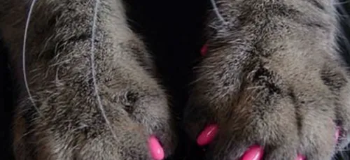 Il y a celles qui colorent les griffes de leurs animaux et les...