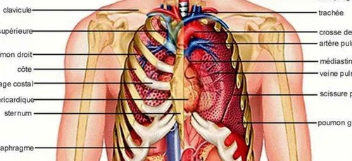 Ces questions que tout le monde se pose sur le corps humain...