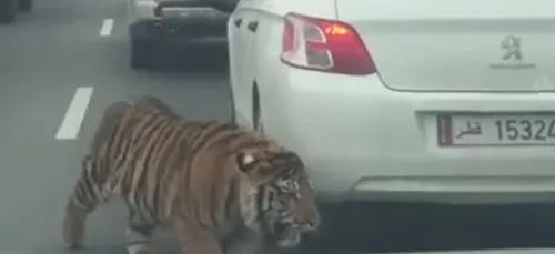 Qatar : Un tigre en liberté se balade dans les rues de Doha (Vidéo)