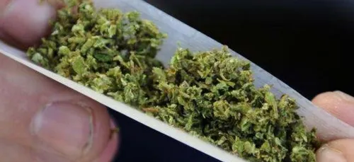 Le cannabis en 10 chiffres surprenants !